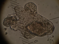 Bulbous amoeba2.png