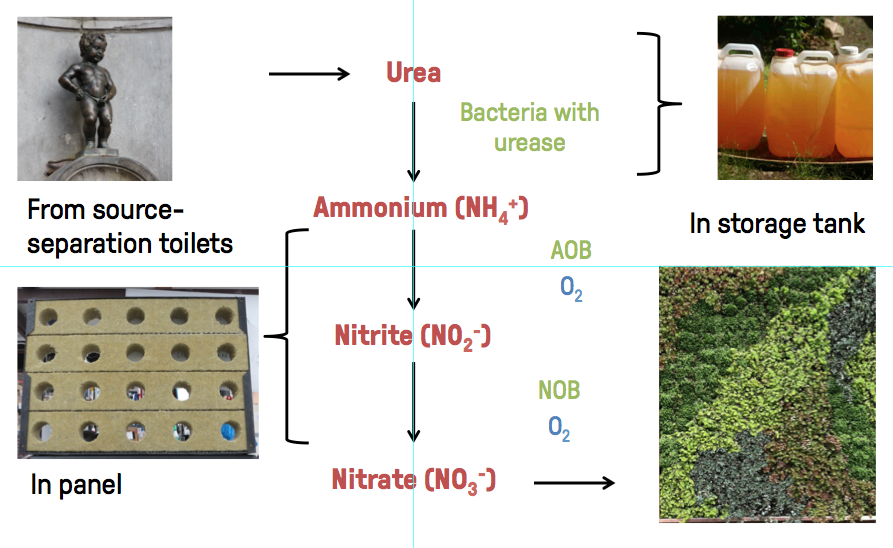 Concept of nitrification in the living wall panels. In red: nitrogen conversion steps. In green and blue: bacteria and key factors necessary for the process.