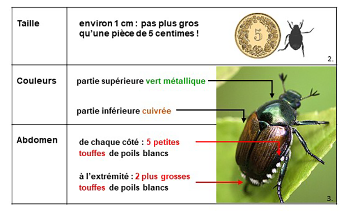File:Badbeetle.png