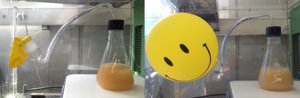 A This was the second prototype using yeast culture to produce CO2 gas in a balloon. Before. After.
