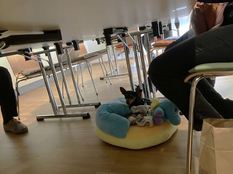 File:Compagnion.jpg